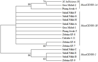 Expressed Centromere Specific Histone 3 (CENH3) Variants in Cultivated Triploid and Wild Diploid Bananas (Musa spp.)